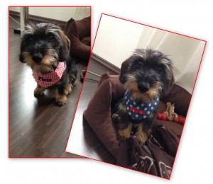 eBook Hundehalstuch Schnittmuster